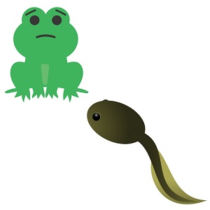 子供と大人